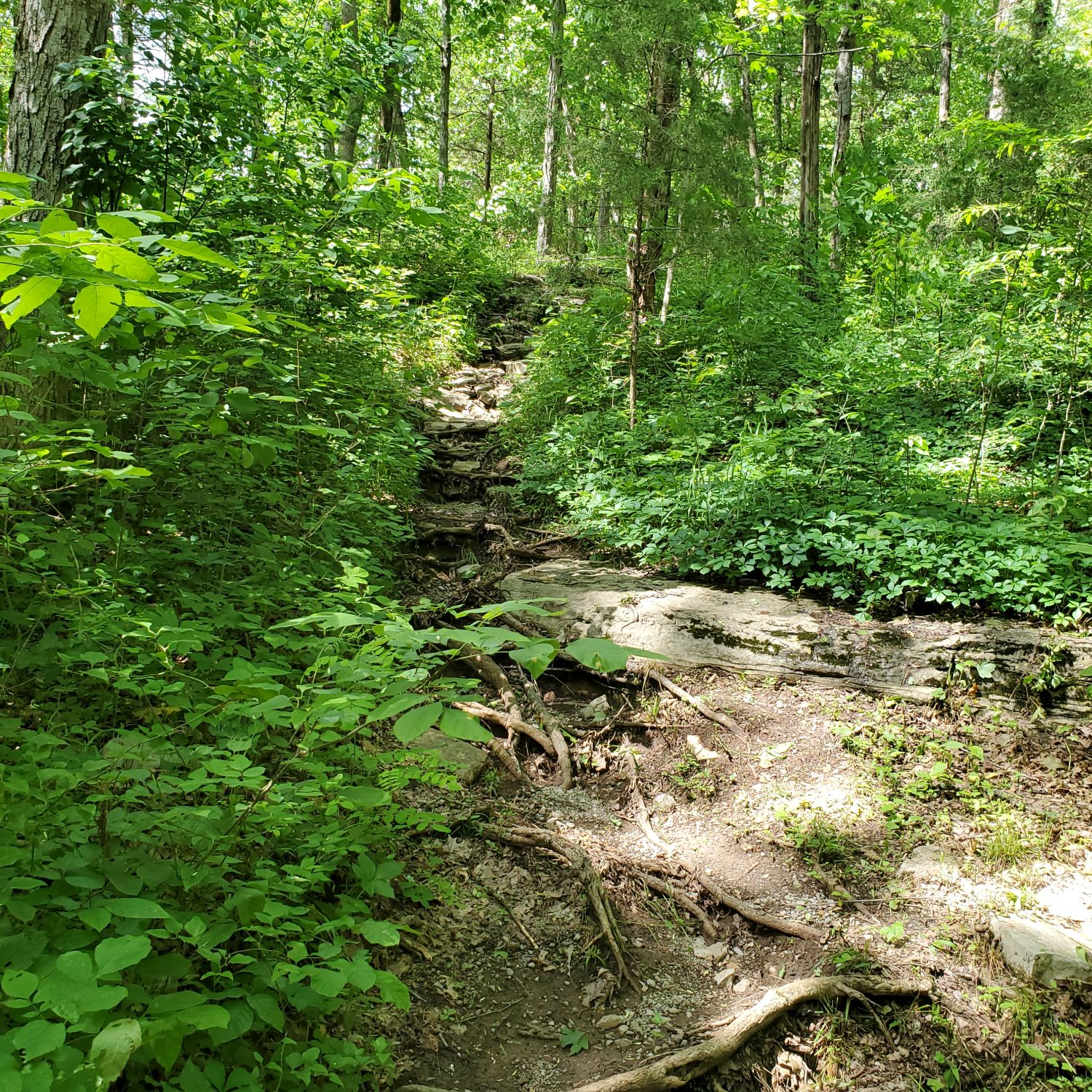 Cedars of Lebanon State Park 